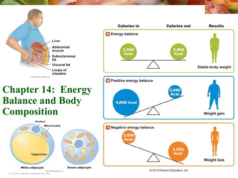Chapter 14 Energy Balance And Body Composition © 2010 Pearson