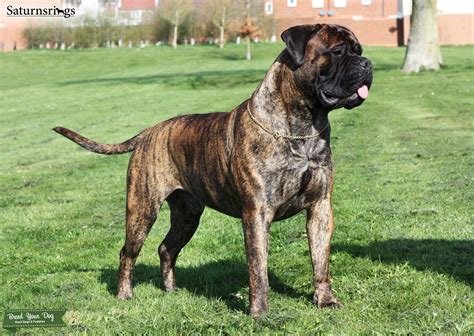 Health Tested Bullmastiff Stud Dog Stud Dog In Hampshire The United