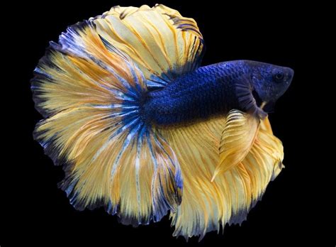 The Rarest Betta Fish A Colorful Comprehensive Guide 49 OFF