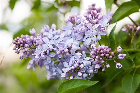 6 Lilac Facts That Will Impress Your Gardening Friends Hoa Tử đinh