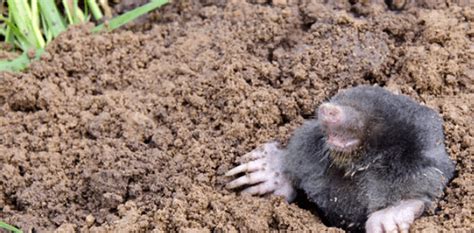 Controlling Moles In Your Yard Bogo Pest Control