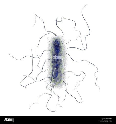 Bactérie Proteus Mirabilis Illustration Informatique Cest Un