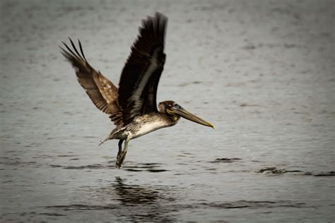 11 5on The Hunt A Snowbirds Life Through The Lens