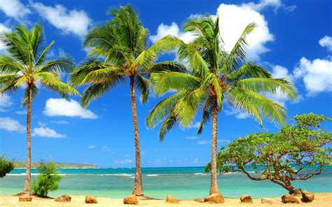 Palm Tree Backgrounds Wallpaper Cave