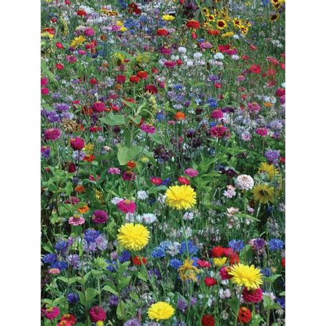 Burpee Wildflowers Hummingbird And Butterfly Mix Seed Pack 45018 Good