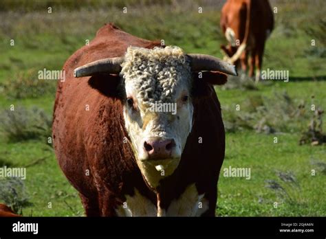 Close Up Of Hereford Bull In Pasture Stock Photo Alamy