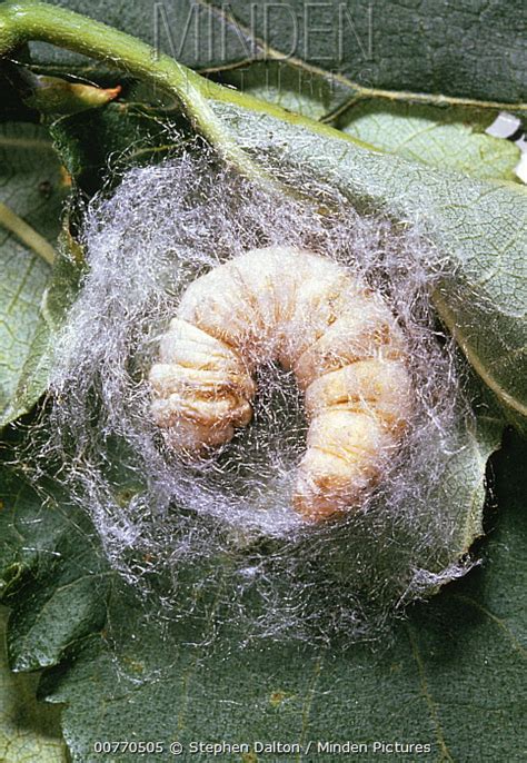 Minden Pictures Silkworm Bombyx Mori Larva Spinning Cocoon Before