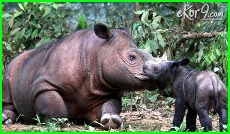 11 Hewan Khas Indonesia yang Harus Kamu Tau - Dunia Fauna , Hewan , Binatang & Tumbuhan | Hewan