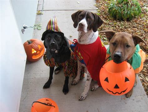Tricks And Treats For Your Dogs Best Halloween Ever — Tullys Training