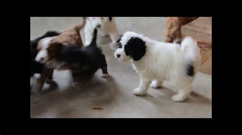 F1b Miniature Bernedoodle Puppies For Sale Lydia Ruth Stoltzfus Youtube