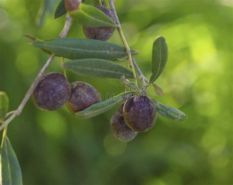 Ripe Olives Stock Photo Image Of Healthy Grow Branch 66423144