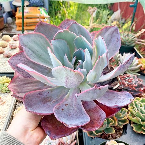 Echeveria Afterglow Echeveria Echeveria Afterglow Succulents