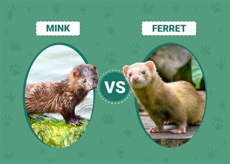 Mink Vs Ferret Whats The Difference With Pictures Pet Keen