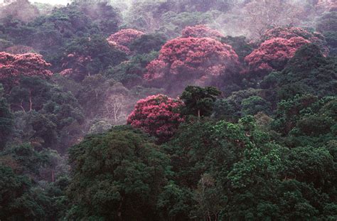 Tropical Rainforest Flowering Trees