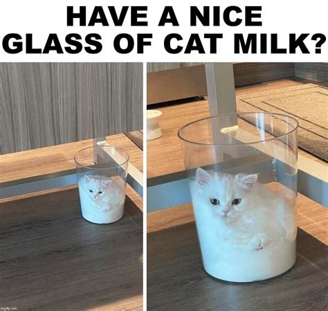 Cat With Milk On Face Meme Wordblog