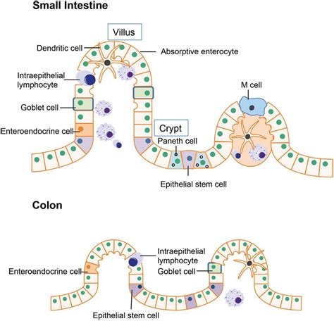 Structure Of Gut Epithelium In The Small Intestine The Epithelial The