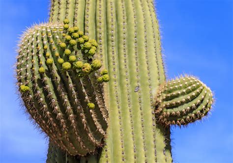 Cactus And Cactus Flowers Photos From Phoenix Arizona