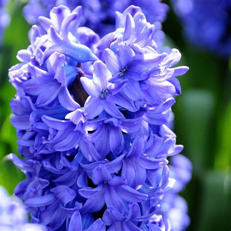 Buy Prepared Hyacinth Bulbs For Forcing Hyacinthus Orientalis Delft
