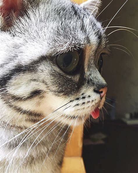 Meet Luhu The Saddest Cat In The World Whose Photos Will Break Your