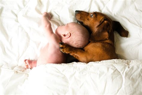 How To Safely Introduce Dogs And Babies Michelson Found Animals