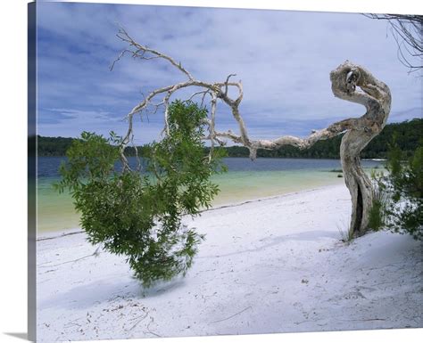 You will be amazed by its shear beauty, fresh water lakes and rainforests plan your day now. Wind blown tree on beach of Lake Birrabee, Fraser Island ...