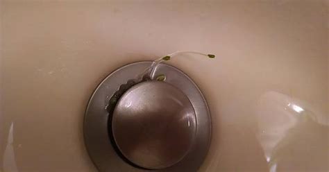 These Chia Seeds Sprouted In My Sink Album On Imgur