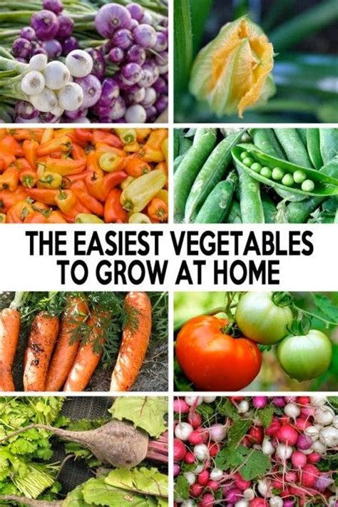 The Easiest Vegetables To Grow At Home Vegetable