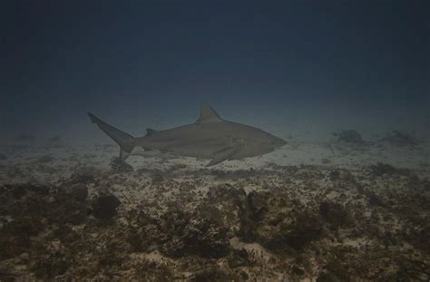 Bull Shark Carcharhinus Leucas Mercury Dog Flickr