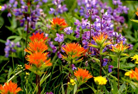 Central Oregon Wildflower Show Natural World The Source Weekly
