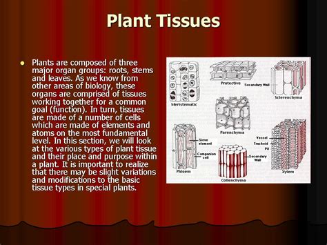 Plant Tissues 1 ~ The Saifs World
