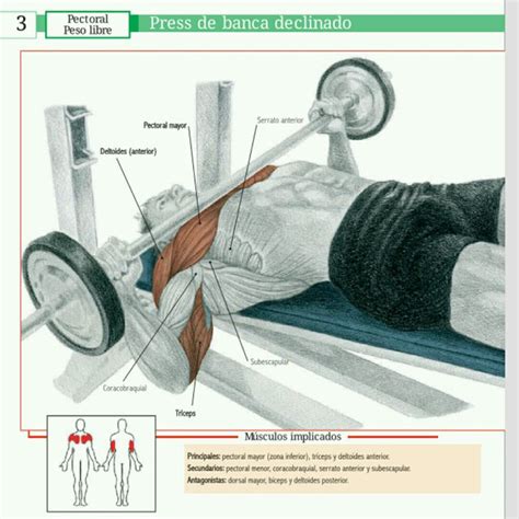 Press Banca Declinado By Raúl Personal Trainer Ejercicio Cómo Hacerlo