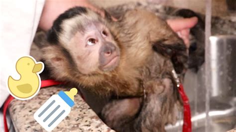 Baby bath rinse cup waterfall rinser kids bathing shower bottle hair wash. Baby Monkey Morning Bottle & Bath Time! - YouTube