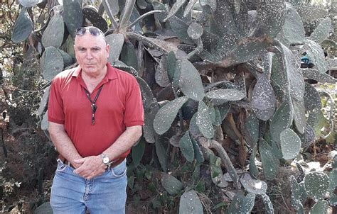 The stem is long a little fat. Israeli scientists fight to save iconic Sabra prickly pear ...