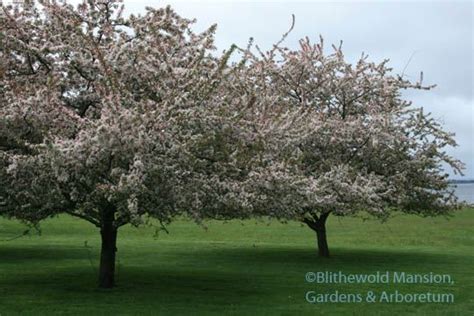 Malus Floribunda Japanese Flowering Crabapple