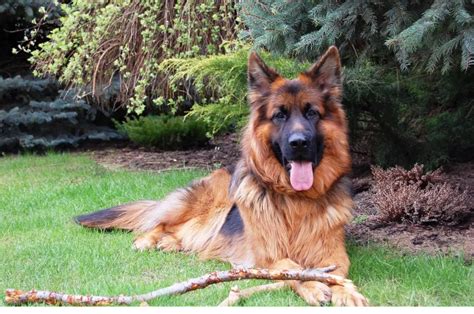 Can German Shepherds Live Outside Explained Thepetsandcage