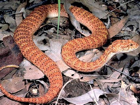 Death Adder Facts And Pictures