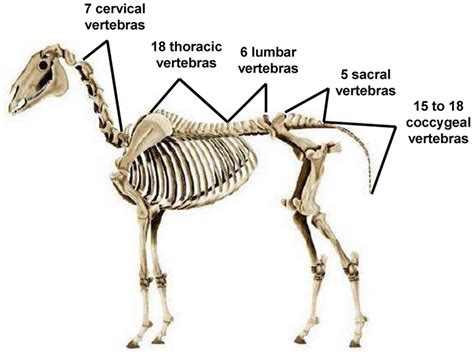 The Five Vertebral Areas Cervical Thoracic Lumbar Sacral And