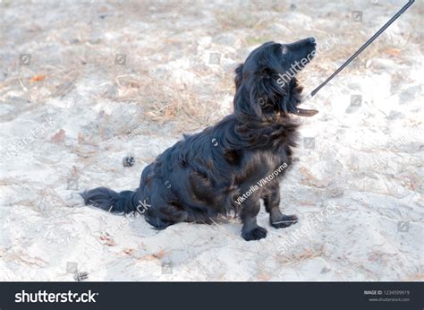 Black Curly Haired Dog Long Ears Stock Photo 1234599919 Shutterstock