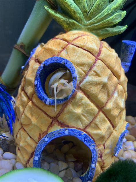 Who Lives In A Pineapple Under The Sea Raquaticsnails