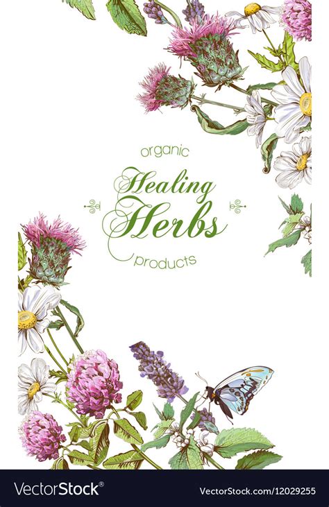 Herbal Banner Royalty Free Vector Image Vectorstock