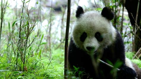 Rare Animals In China Giant Panda Cgtn