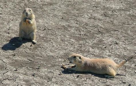 Prairie Dogs Free Photo Download Freeimages