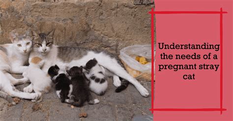How To Take Care Of A Pregnant Stray Cat Beaconpet