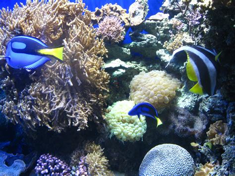 Coral Reef Animal Life Alchemyjen Flickr
