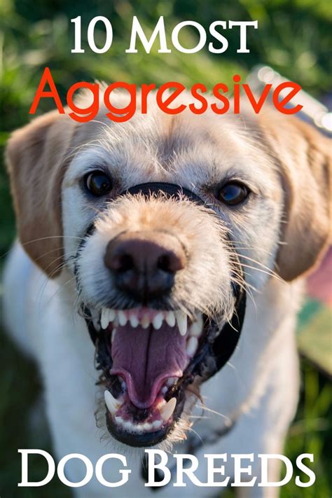 10 Most Aggressive Dog Breeds Temperament Ratings And Information