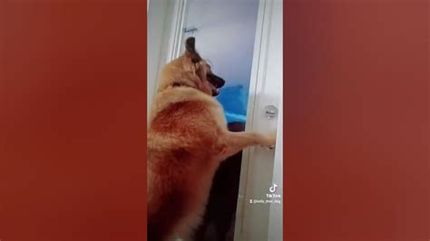 My Dog Wants To Go Outside Youtube