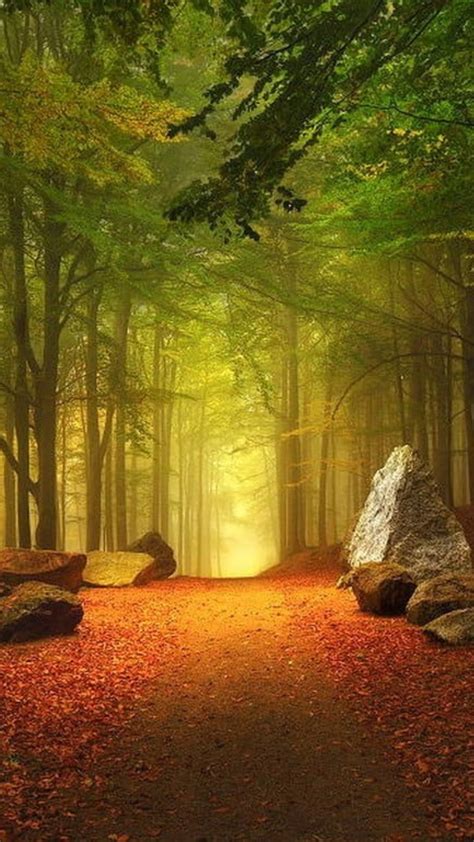 Landscape Photography Of Forest With Path 4k Hd Nature Wallpapers Hd