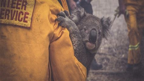 WIRES Australian Wildlife Rescue Donation Class - News - Ramp 'N' Rize