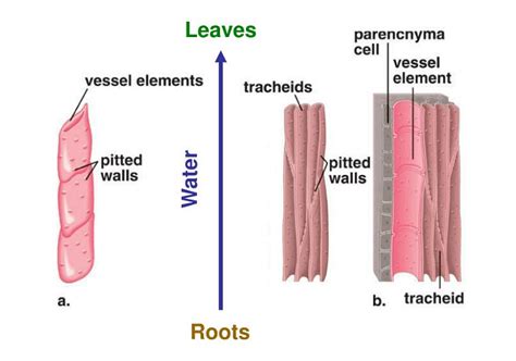 Plant Tissues Types Of Tissue System And Functions