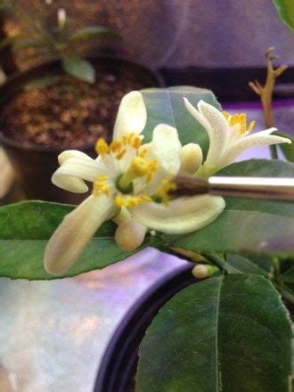 We did not find results for: How to Pollinate an indoor container Lemon Tree ...